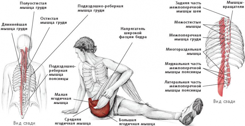 Иллюстрация к книге — Анатомия стретчинга [i_082.jpg]