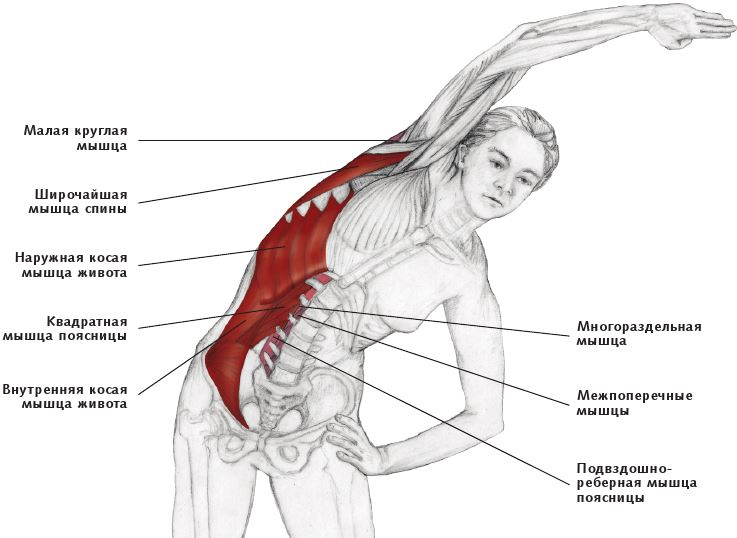 Иллюстрация к книге — Анатомия стретчинга [i_086.jpg]