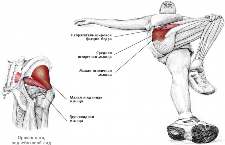 Иллюстрация к книге — Анатомия стретчинга [i_088.jpg]