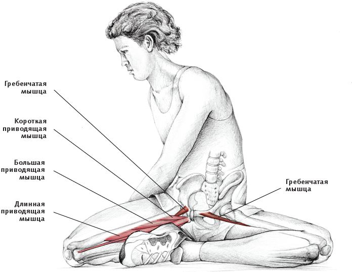 Иллюстрация к книге — Анатомия стретчинга [i_092.jpg]