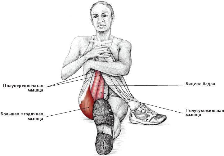 Иллюстрация к книге — Анатомия стретчинга [i_096.jpg]