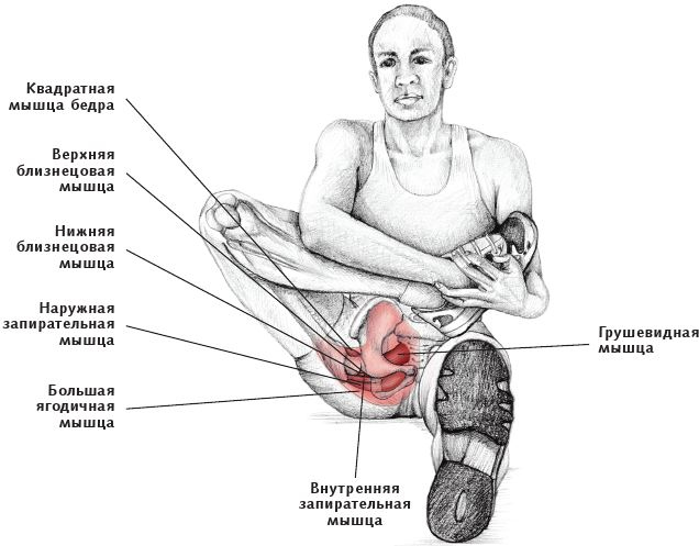Иллюстрация к книге — Анатомия стретчинга [i_097.jpg]