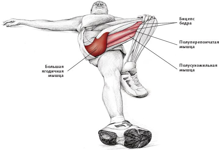Иллюстрация к книге — Анатомия стретчинга [i_098.jpg]