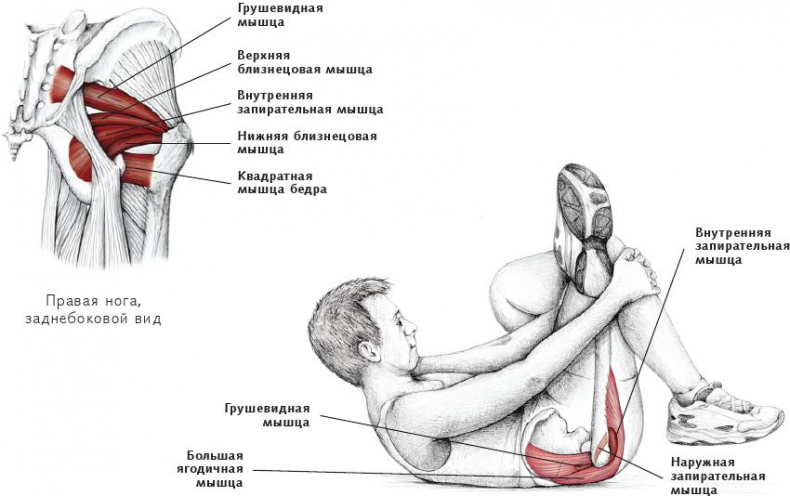 Иллюстрация к книге — Анатомия стретчинга [i_100.jpg]