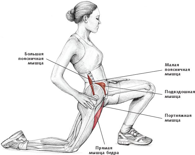 Иллюстрация к книге — Анатомия стретчинга [i_102.jpg]