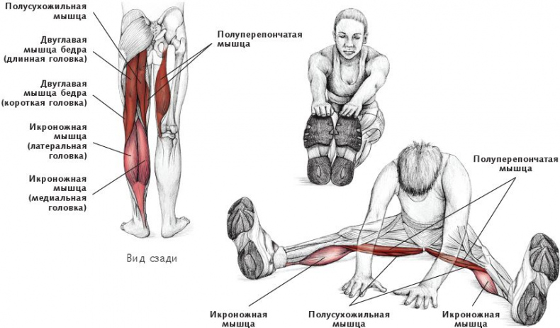 Иллюстрация к книге — Анатомия стретчинга [i_110.jpg]