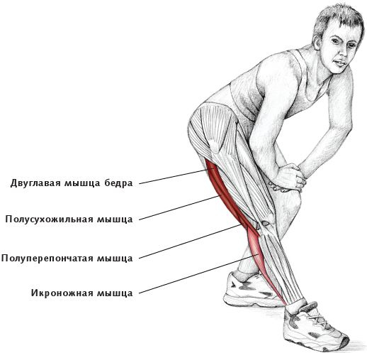 Иллюстрация к книге — Анатомия стретчинга [i_111.jpg]