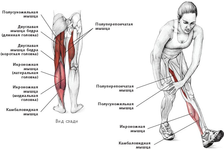 Иллюстрация к книге — Анатомия стретчинга [i_112.jpg]