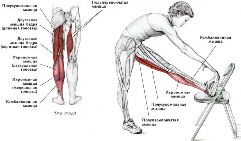 Иллюстрация к книге — Анатомия стретчинга [i_113.jpg]