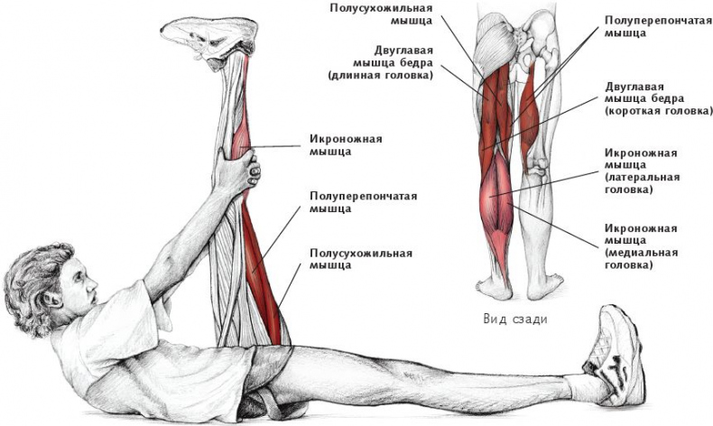 Иллюстрация к книге — Анатомия стретчинга [i_118.jpg]
