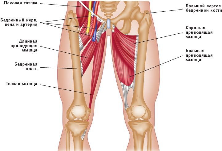 Иллюстрация к книге — Анатомия стретчинга [i_125.jpg]