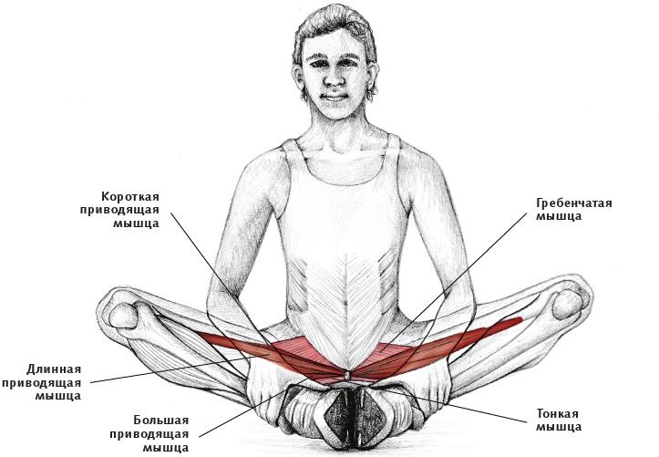 Иллюстрация к книге — Анатомия стретчинга [i_126.jpg]