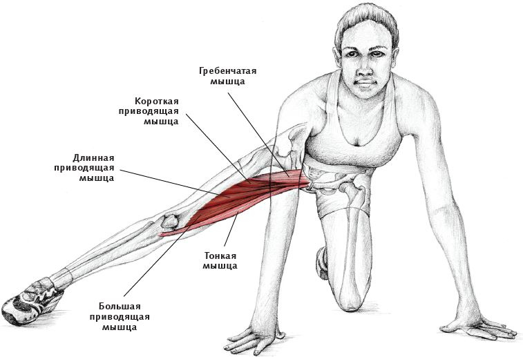 Иллюстрация к книге — Анатомия стретчинга [i_129.jpg]