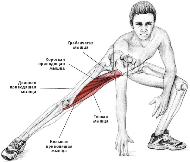 Иллюстрация к книге — Анатомия стретчинга [i_130.jpg]