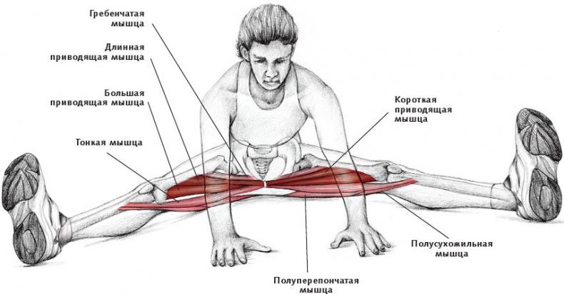 Иллюстрация к книге — Анатомия стретчинга [i_132.jpg]