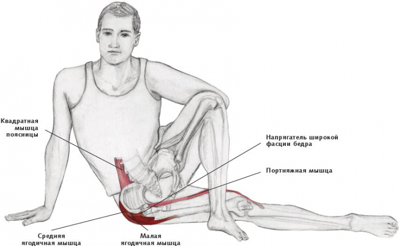 Иллюстрация к книге — Анатомия стретчинга [i_139.jpg]