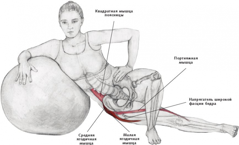 Иллюстрация к книге — Анатомия стретчинга [i_140.jpg]