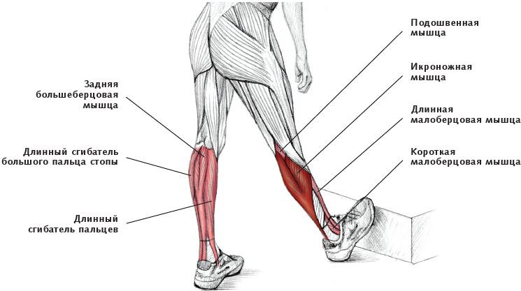 Иллюстрация к книге — Анатомия стретчинга [i_143.jpg]