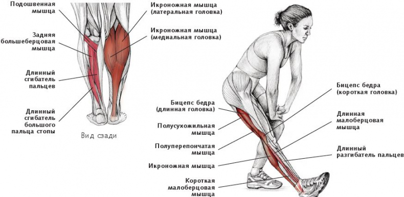 Иллюстрация к книге — Анатомия стретчинга [i_144.jpg]
