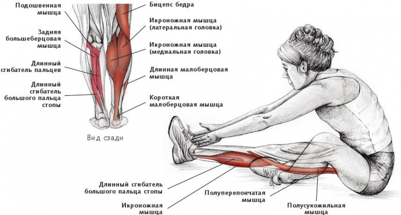 Иллюстрация к книге — Анатомия стретчинга [i_150.jpg]