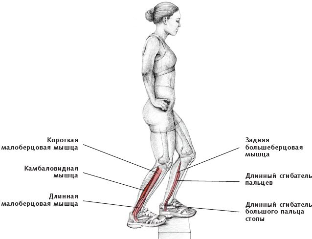 Иллюстрация к книге — Анатомия стретчинга [i_153.jpg]