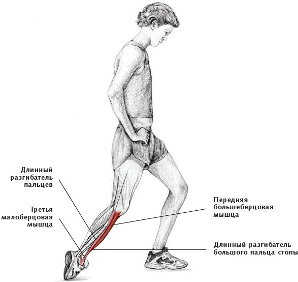 Иллюстрация к книге — Анатомия стретчинга [i_160.jpg]