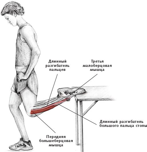 Иллюстрация к книге — Анатомия стретчинга [i_162.jpg]
