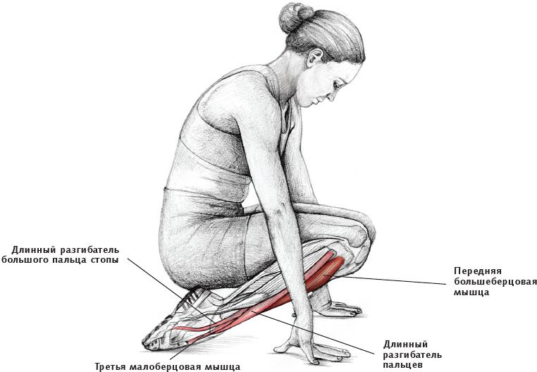 Иллюстрация к книге — Анатомия стретчинга [i_163.jpg]