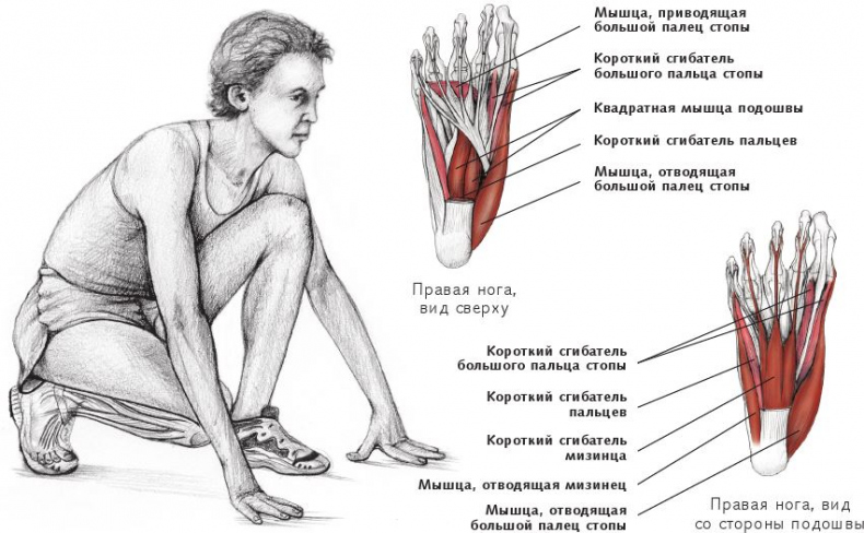 Иллюстрация к книге — Анатомия стретчинга [i_164.jpg]