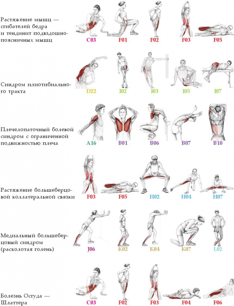 Иллюстрация к книге — Анатомия стретчинга [i_169.jpg]