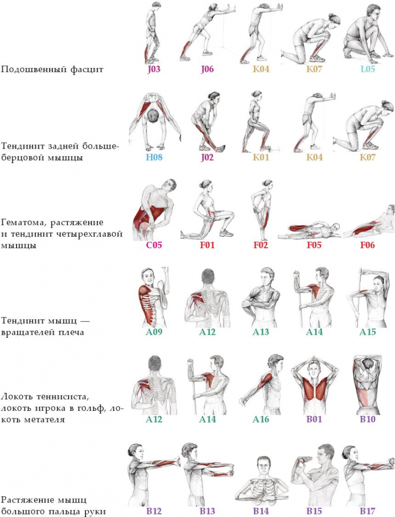 Иллюстрация к книге — Анатомия стретчинга [i_171.jpg]