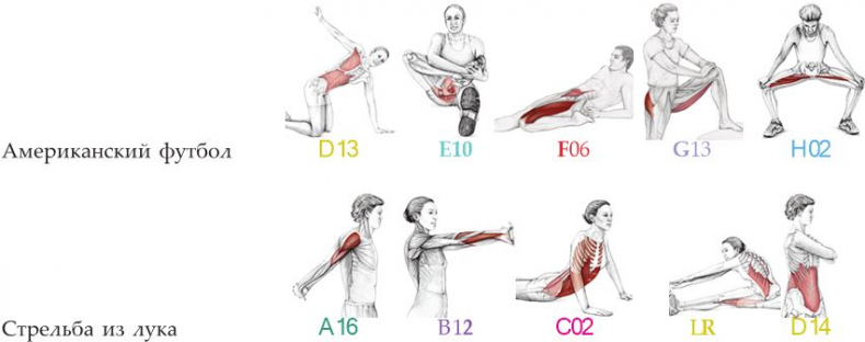 Иллюстрация к книге — Анатомия стретчинга [i_173.jpg]