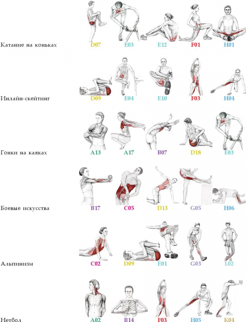 Иллюстрация к книге — Анатомия стретчинга [i_176.jpg]