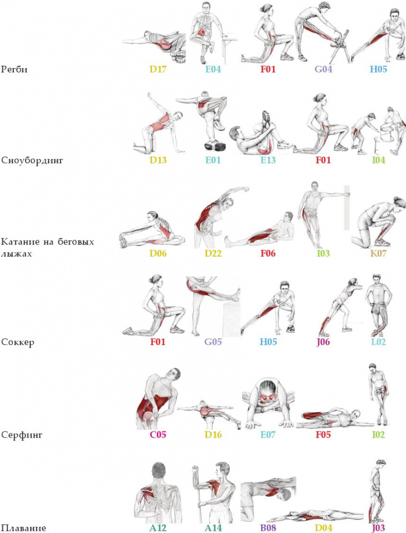 Иллюстрация к книге — Анатомия стретчинга [i_178.jpg]