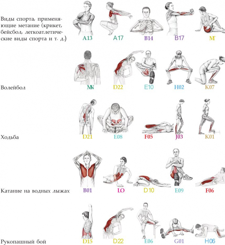 Иллюстрация к книге — Анатомия стретчинга [i_179.jpg]