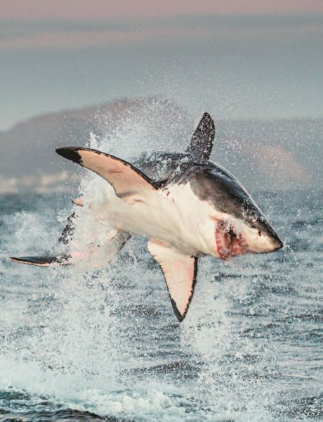 Иллюстрация к книге — Императоры глубин: Акулы. Самые загадочные, недооцененные и незаменимые стражи океана [i_005.jpg]