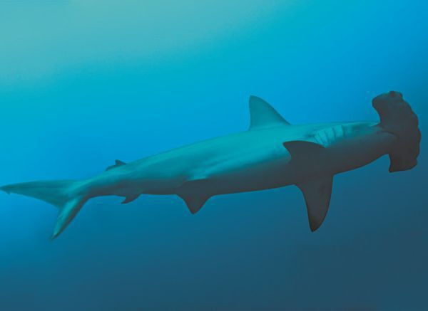 Иллюстрация к книге — Императоры глубин: Акулы. Самые загадочные, недооцененные и незаменимые стражи океана [i_008.jpg]