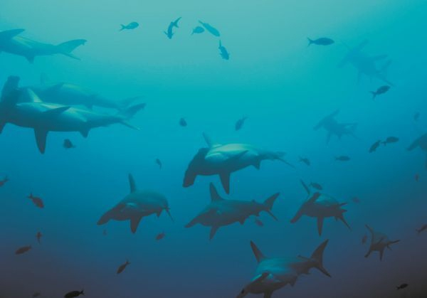 Иллюстрация к книге — Императоры глубин: Акулы. Самые загадочные, недооцененные и незаменимые стражи океана [i_009.jpg]