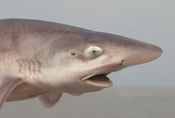 Иллюстрация к книге — Императоры глубин: Акулы. Самые загадочные, недооцененные и незаменимые стражи океана [i_010.jpg]