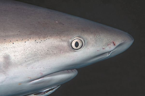 Иллюстрация к книге — Императоры глубин: Акулы. Самые загадочные, недооцененные и незаменимые стражи океана [i_011.jpg]