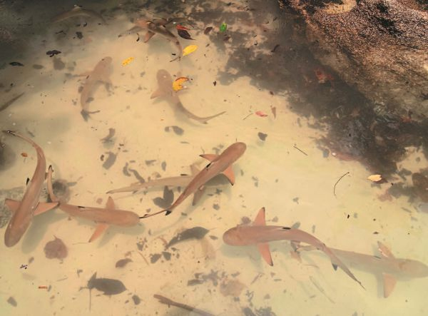 Иллюстрация к книге — Императоры глубин: Акулы. Самые загадочные, недооцененные и незаменимые стражи океана [i_012.jpg]