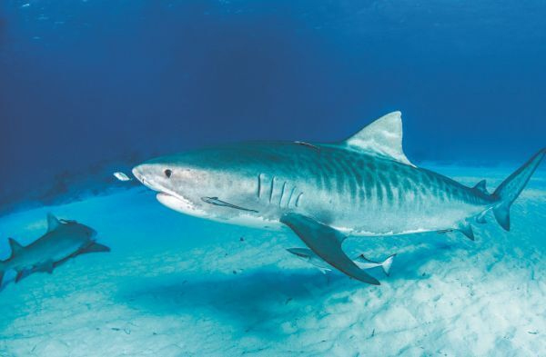 Иллюстрация к книге — Императоры глубин: Акулы. Самые загадочные, недооцененные и незаменимые стражи океана [i_013.jpg]