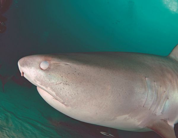 Иллюстрация к книге — Императоры глубин: Акулы. Самые загадочные, недооцененные и незаменимые стражи океана [i_014.jpg]