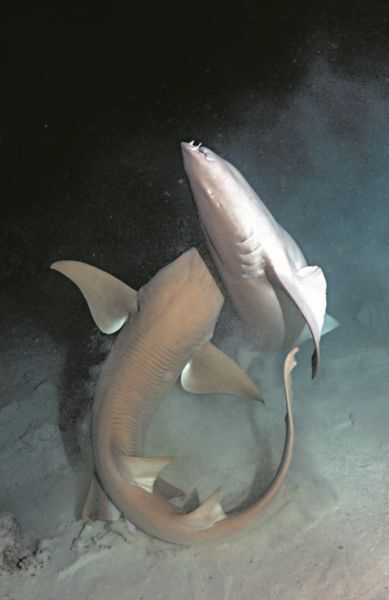 Иллюстрация к книге — Императоры глубин: Акулы. Самые загадочные, недооцененные и незаменимые стражи океана [i_016.jpg]