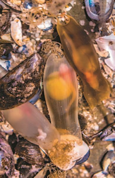 Иллюстрация к книге — Императоры глубин: Акулы. Самые загадочные, недооцененные и незаменимые стражи океана [i_017.jpg]