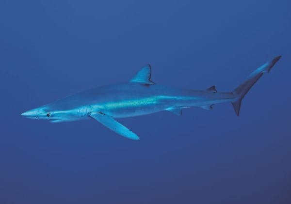 Иллюстрация к книге — Императоры глубин: Акулы. Самые загадочные, недооцененные и незаменимые стражи океана [i_018.jpg]