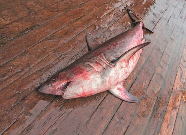 Иллюстрация к книге — Императоры глубин: Акулы. Самые загадочные, недооцененные и незаменимые стражи океана [i_019.jpg]