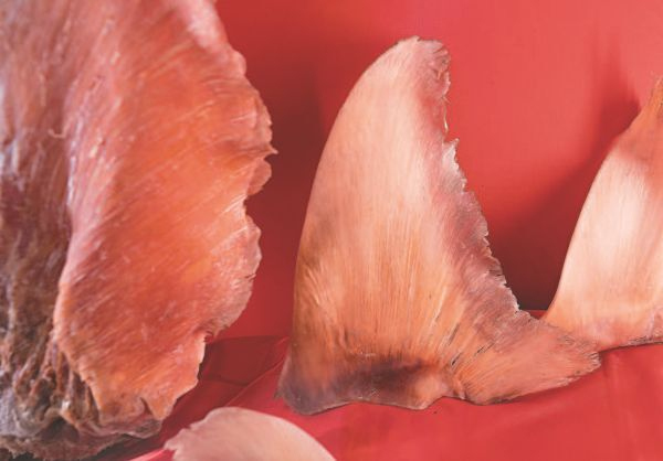 Иллюстрация к книге — Императоры глубин: Акулы. Самые загадочные, недооцененные и незаменимые стражи океана [i_021.jpg]