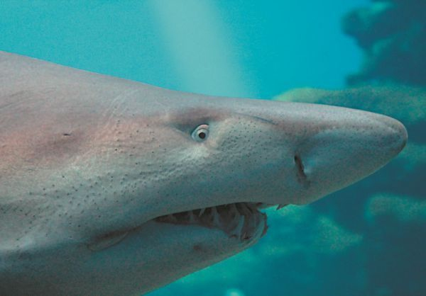 Иллюстрация к книге — Императоры глубин: Акулы. Самые загадочные, недооцененные и незаменимые стражи океана [i_022.jpg]