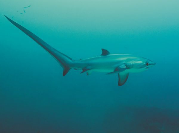 Иллюстрация к книге — Императоры глубин: Акулы. Самые загадочные, недооцененные и незаменимые стражи океана [i_025.jpg]